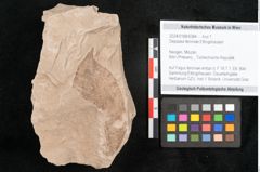 Foto (Objekt + Etikett) von Depazea feroniae Ettingshausen (NHMW-GEO-2024-0188-6384)